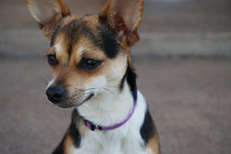 Chihuahua Terrier Mix