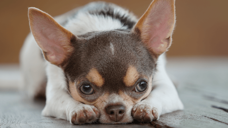 Chihuahua Warns of Allergic Reaction