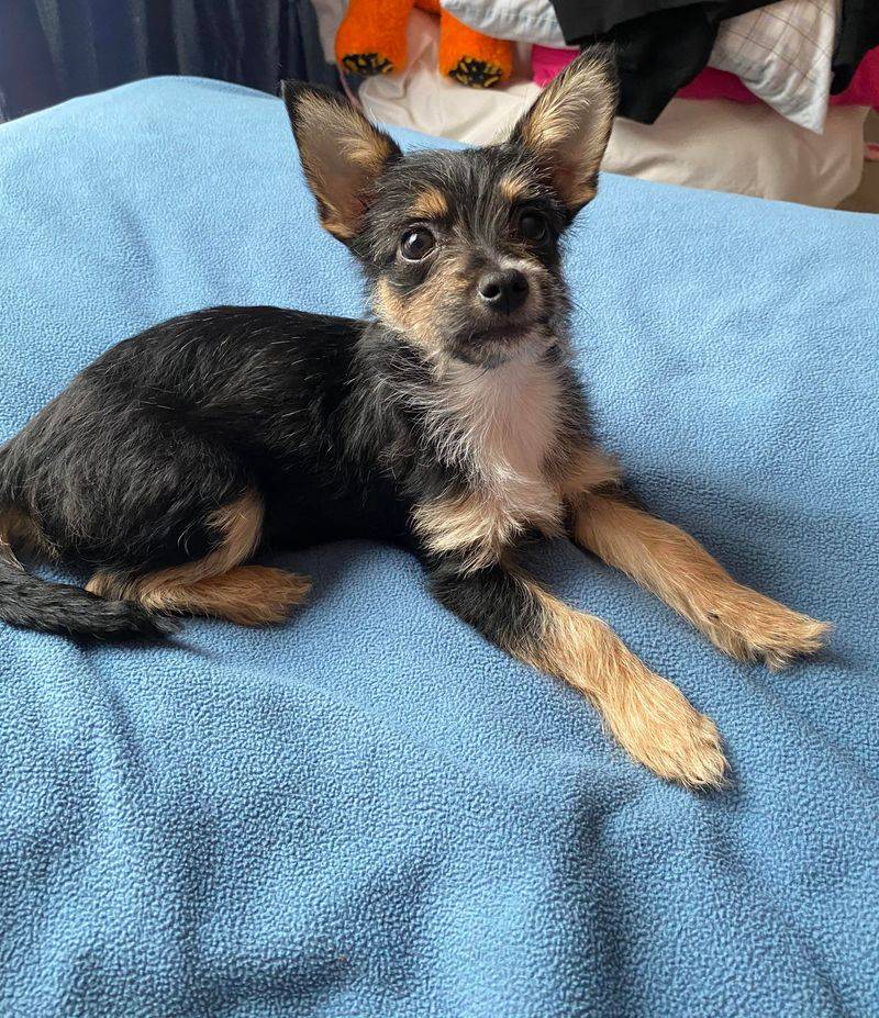 Chihuahua Yorkie Mix