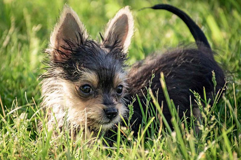 Chihuahua Yorkshire Terrier Mix (Chorkie)