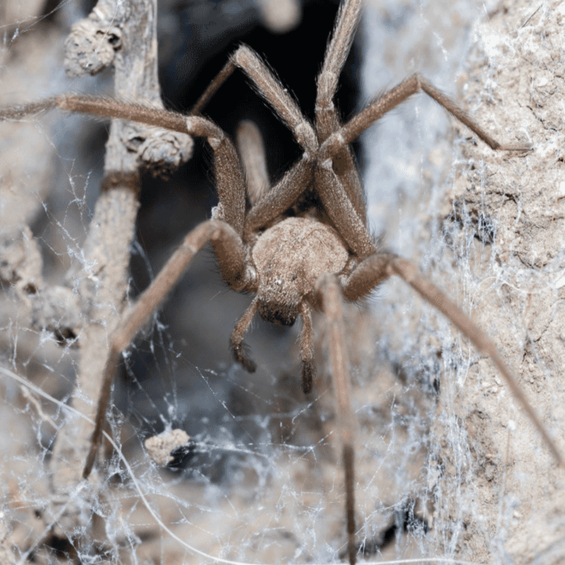 Chilean Recluse Spider