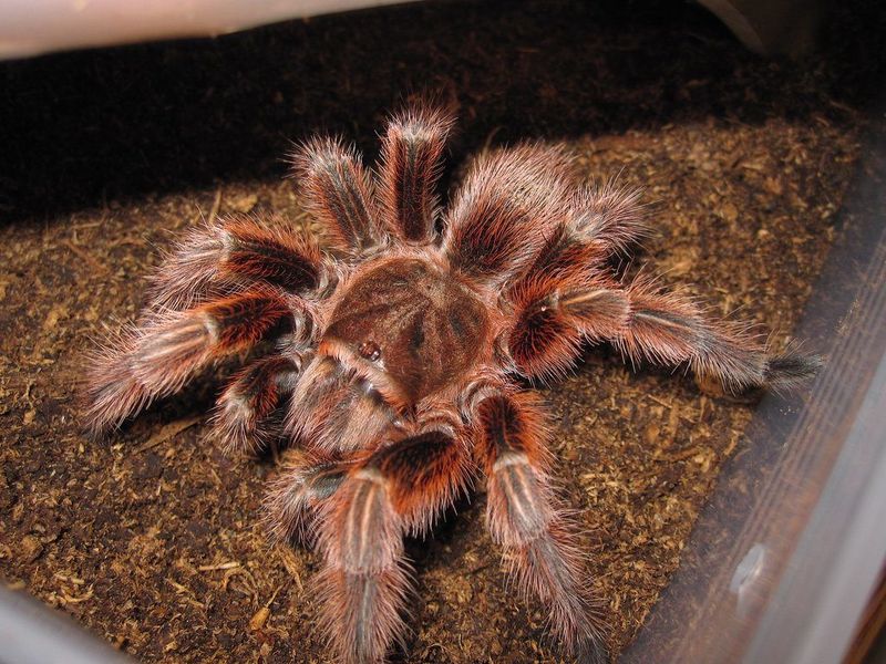 Chilean Rose Tarantula