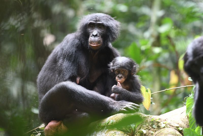 Chimpanzee Bonobos