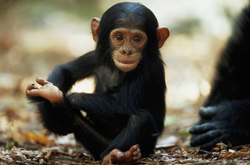 Chimpanzee Infant