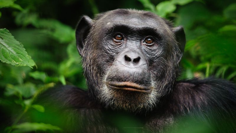 Chimpanzee Interaction Guidelines