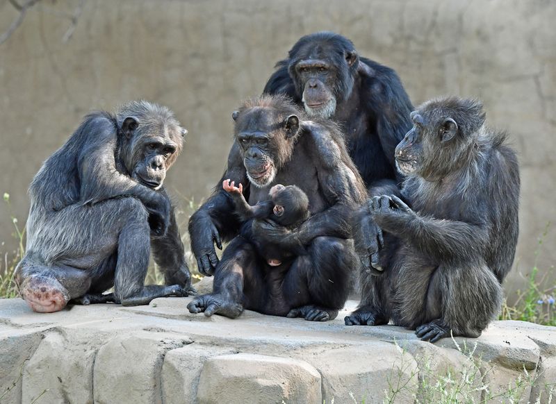 Chimpanzee Youngsters