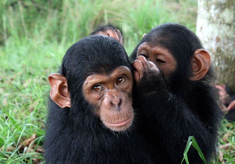 Chimpanzees