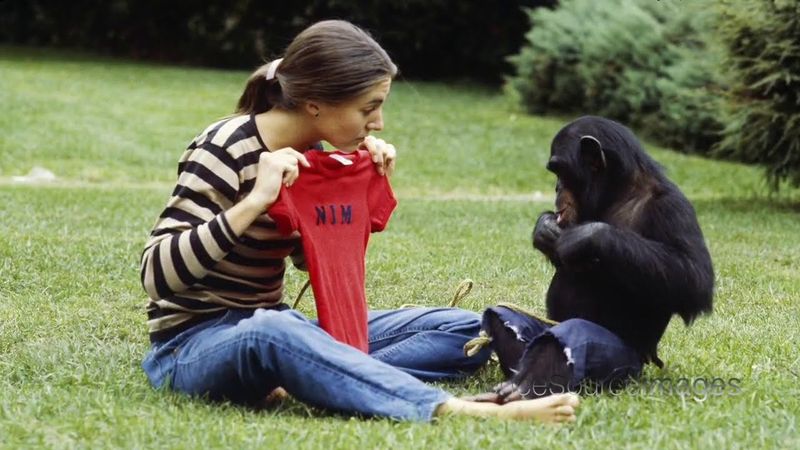 Chimpanzees Using Sign Language