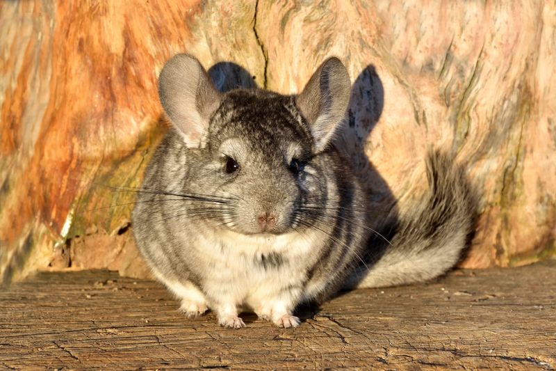 Chinchilla