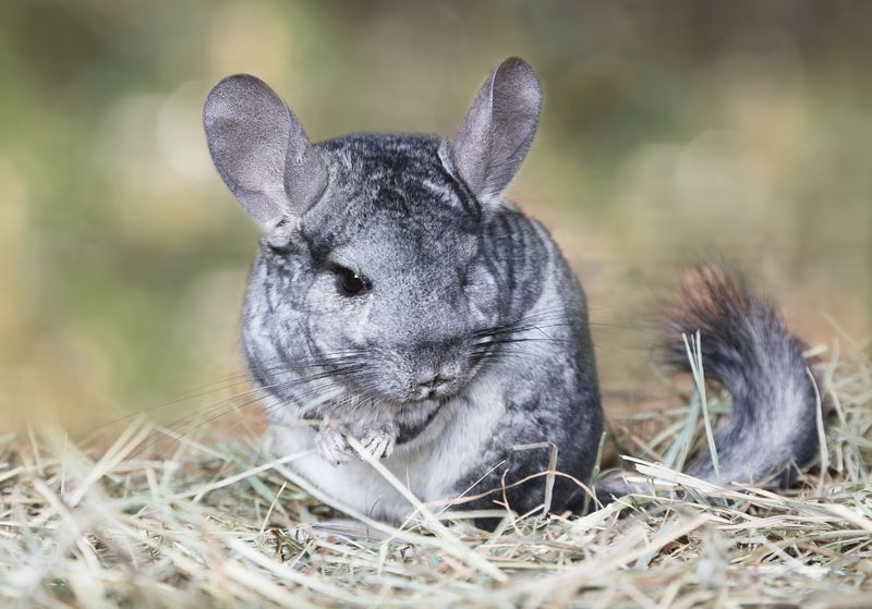 Chinchilla