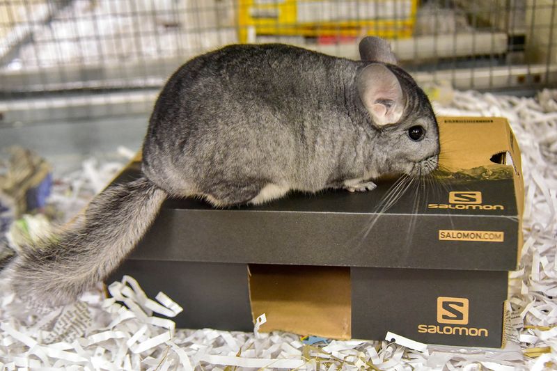 Chinchilla