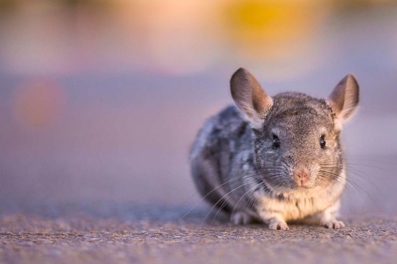 Chinchilla