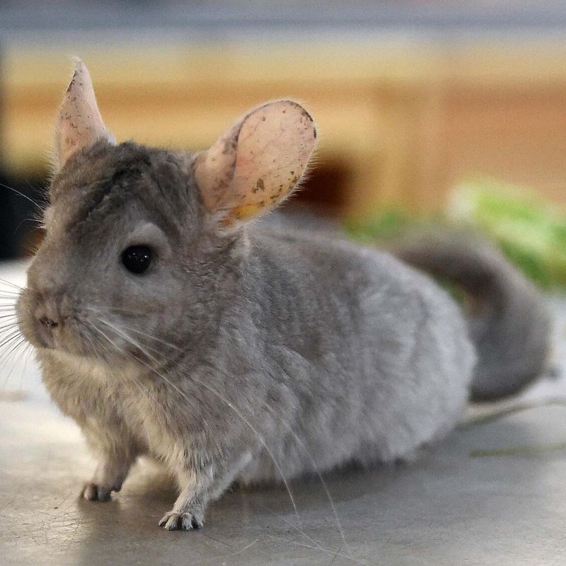 Chinchilla