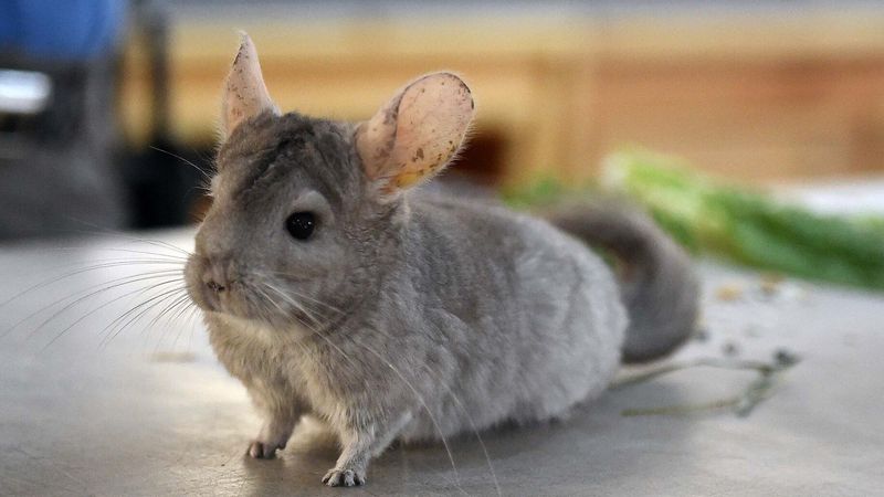 Chinchilla