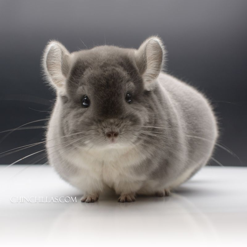 Chinchilla