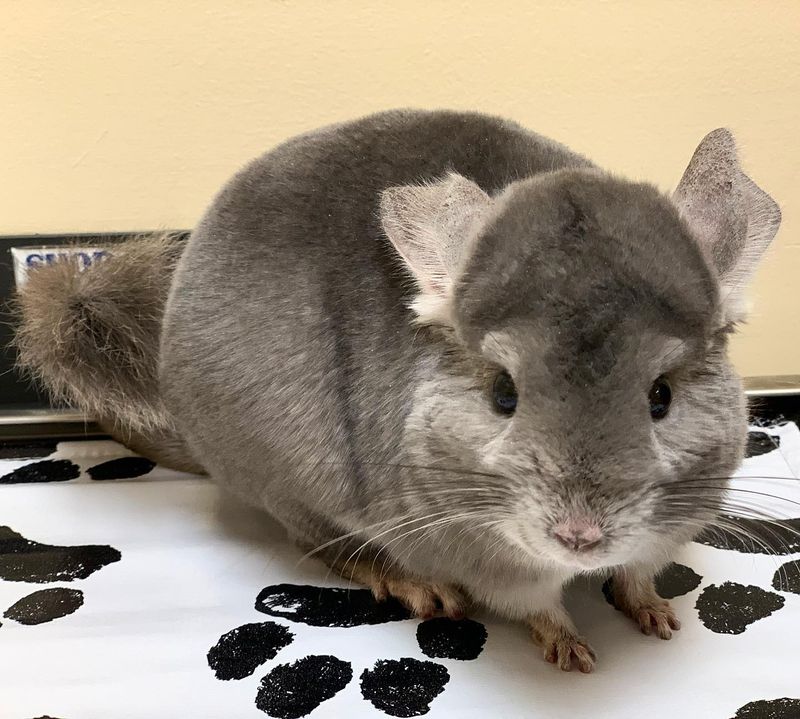 Chinchillas