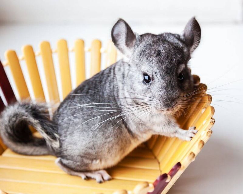 Chinchillas Jumping with Joy