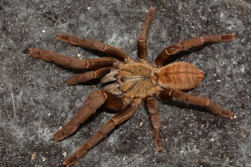 Chinese Bird Spider