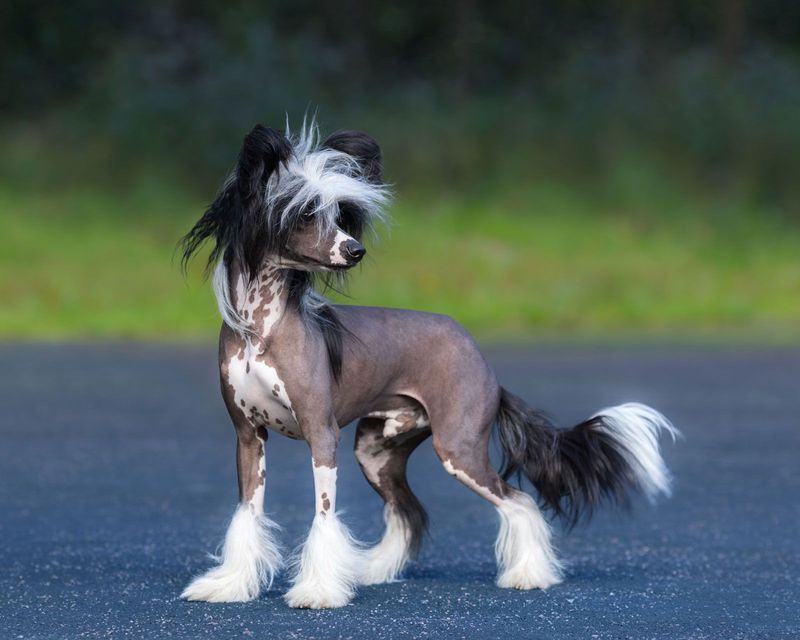 Chinese Crested