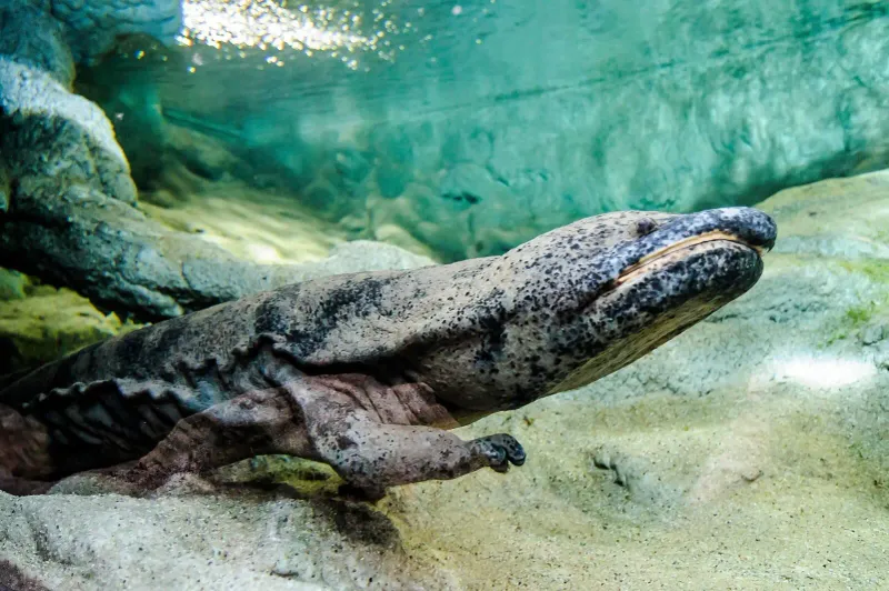 Chinese Giant Salamander