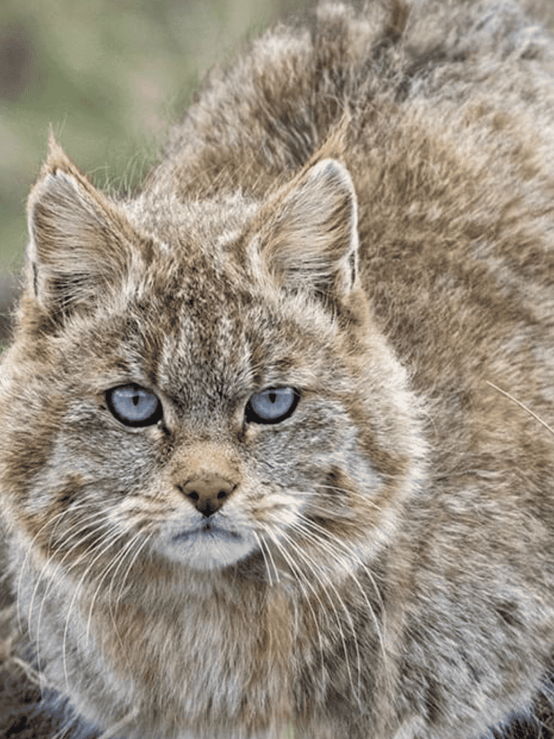 Chinese Mountain Cat