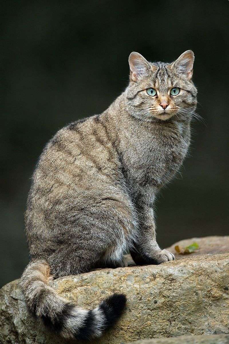 Chinese Mountain Cat