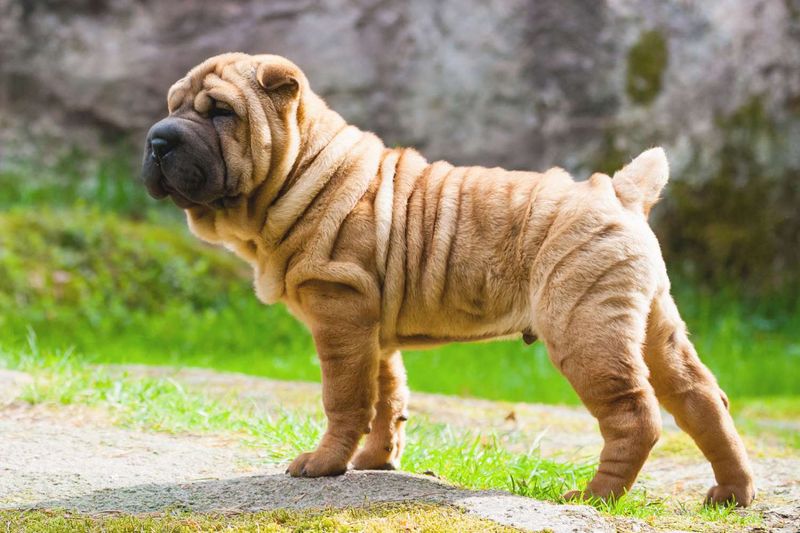 Chinese Shar-Pei