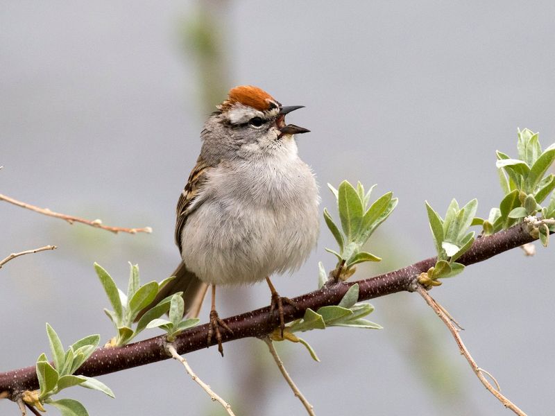 Chipping Sparrow