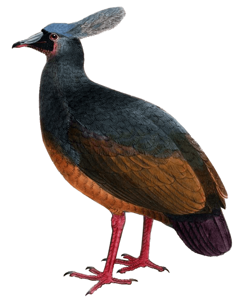 Choiseul Pigeon