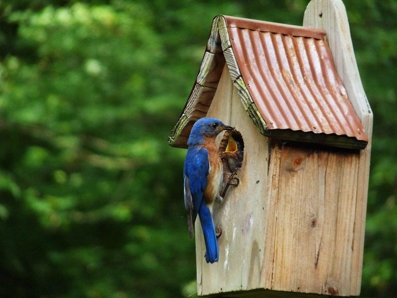 Choose the Right Nesting Box