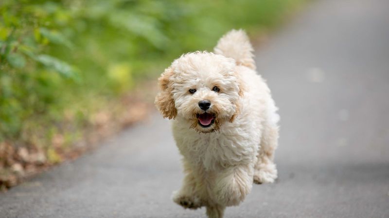 Choosing a Maltipoo