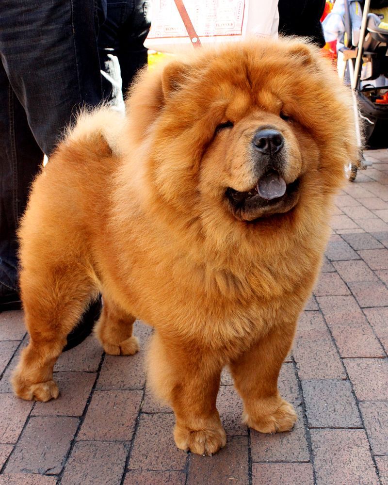 Chow Chow