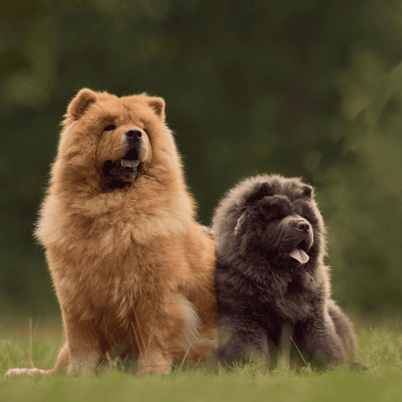 Chow Chow