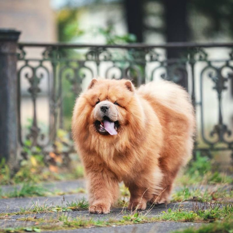 Chow Chow