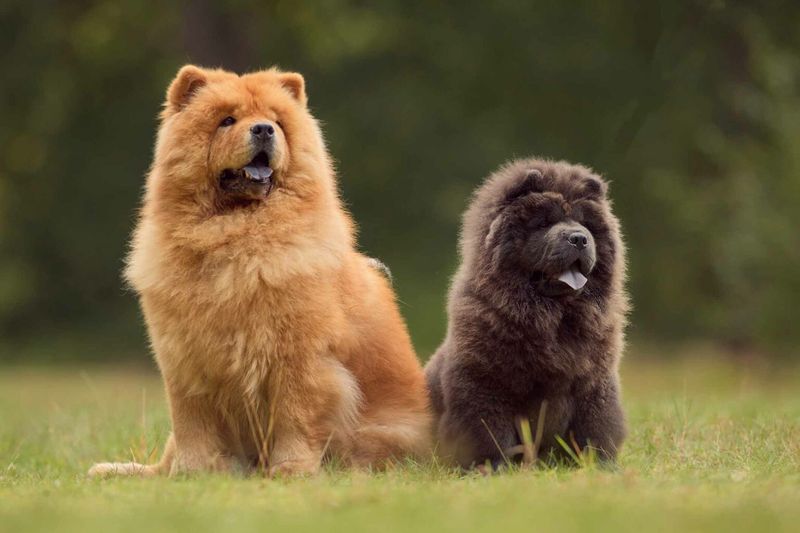 Chow Chow