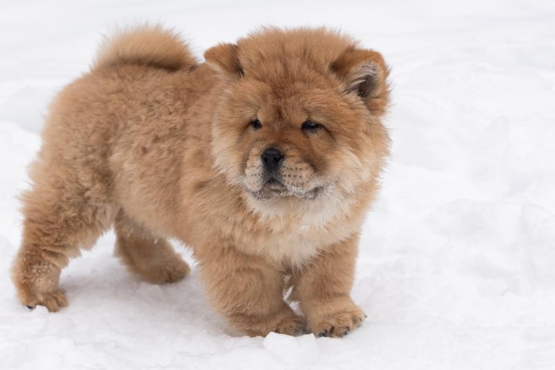 Chow Chow