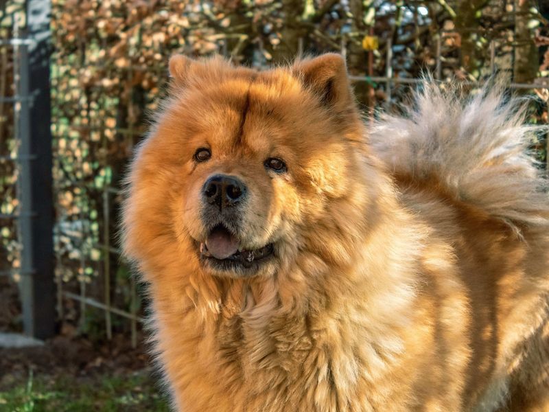 Chow Chow