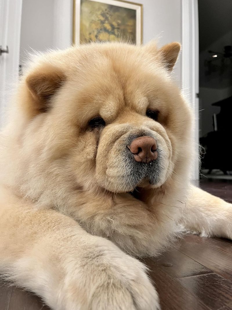 Chow Chow