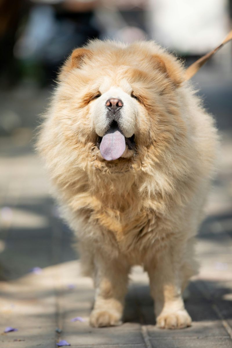 Chow Chow