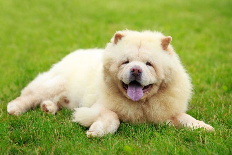 Chow Chow