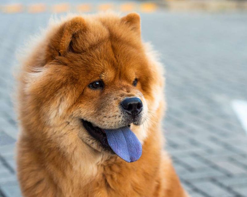 Chow Chow