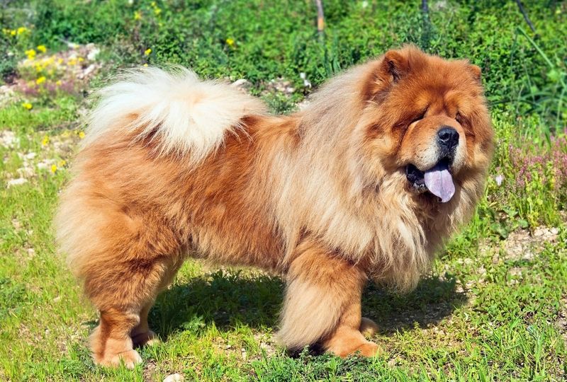 Chow Chow