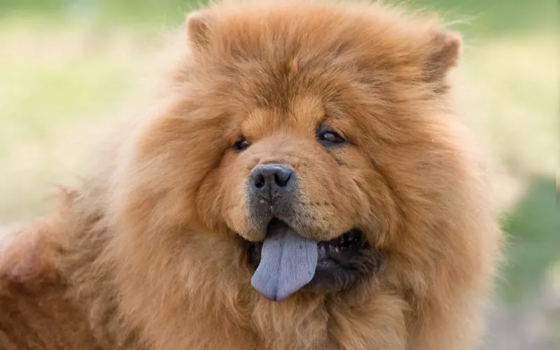 Chow Chow