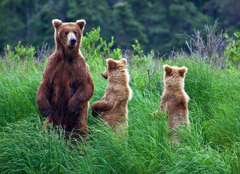 Chugach National Forest, Alaska