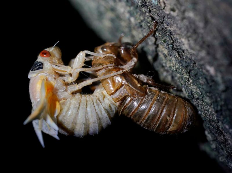 Cicada Emergence