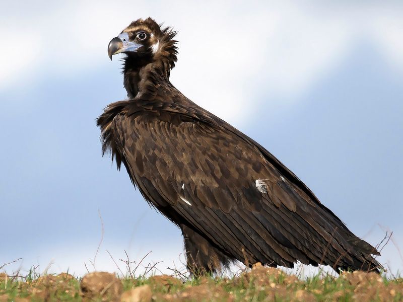 Cinereous Vulture