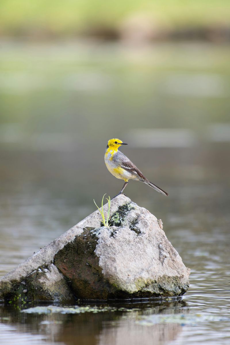 Citrine Wagtail