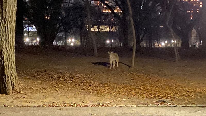 City Parks at Night