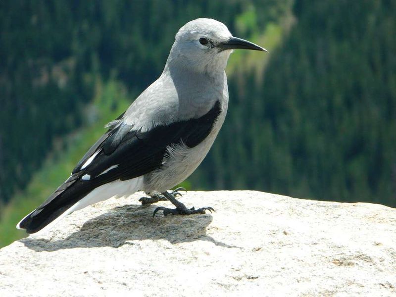 Clark's Nutcracker