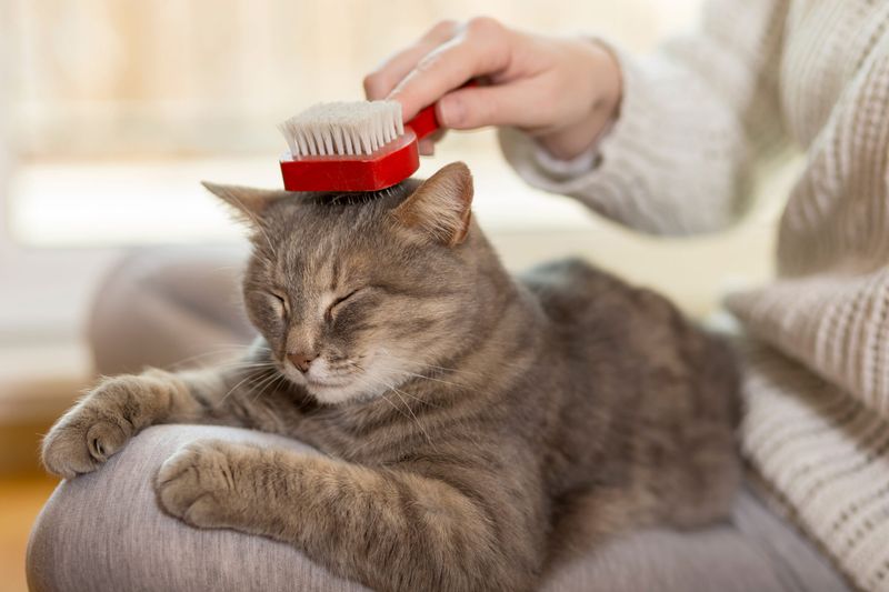 Cleaner Pets